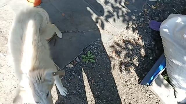 Щенок Белка снова у нас дома!) Прогулка с Бимом и Белкой. Утро в деревне, и день - дома.