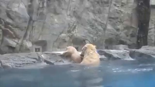 Mother Bear Saves Baby Bear From Drowning