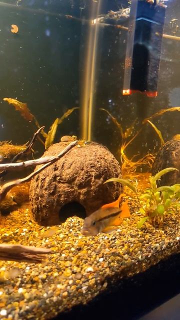 Apistogramma Cacautoides Orange Flash - Pair. Female Appears To Be Preparing Her Cave.