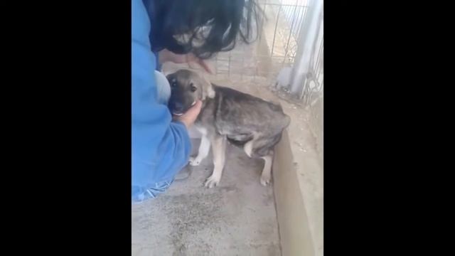 Собаку с которой плохо обращались первый раз погладили Слёзы ручьём