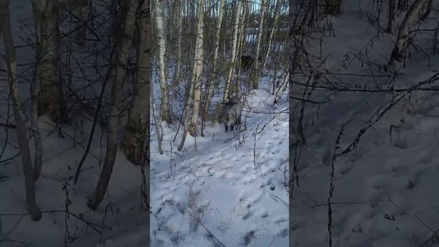 Козы в лесу 1 января,у коз тоже новый год