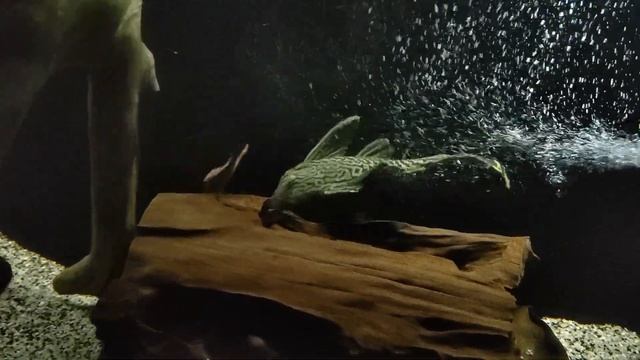 Panaque Nigrolineatus L190 Vs Pseudacanthicus Leopardus L600.