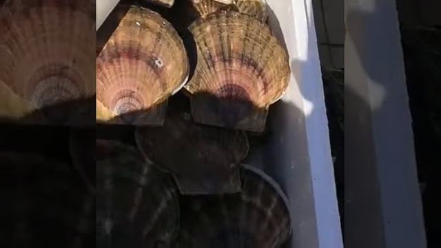 Икра Красная в Томске!Северске!ФИЛЕ ГРЕБЕШКА!КАМЧАТКА!КРАБЫ!КРЕВЕТКИ!РЫБА СЕМГА. IKRA70.RU