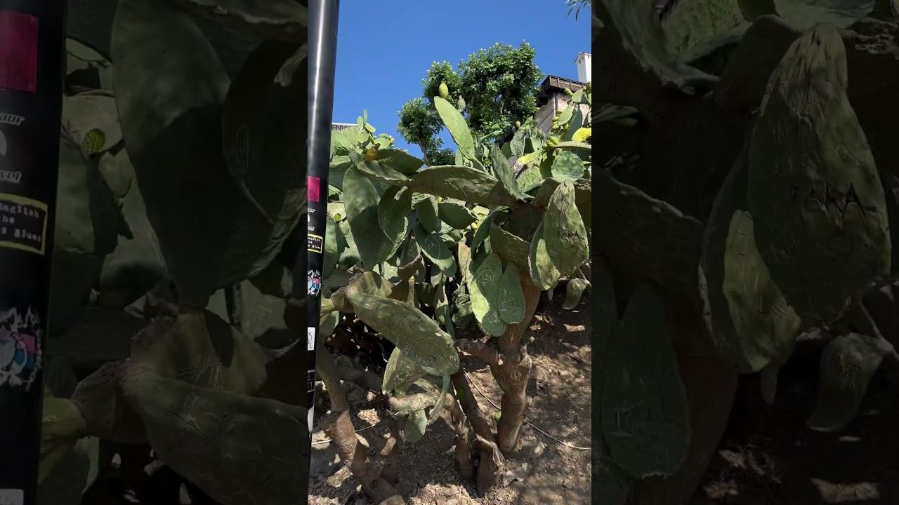 Огромные кактусы