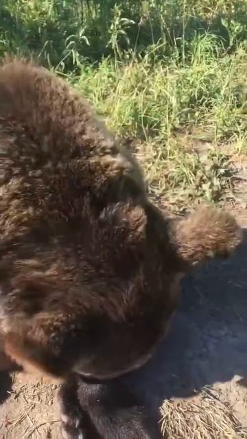 Вася и морковка