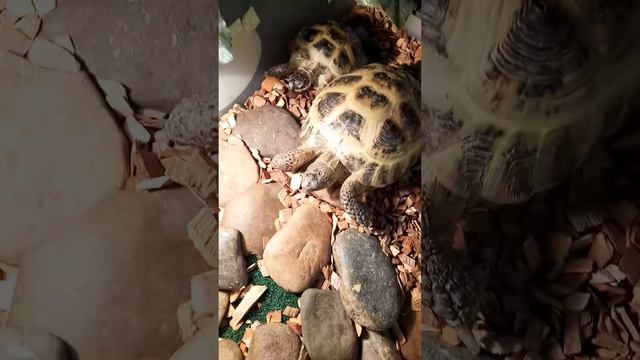 B062ff0d0e3de0b504d163352fea3302