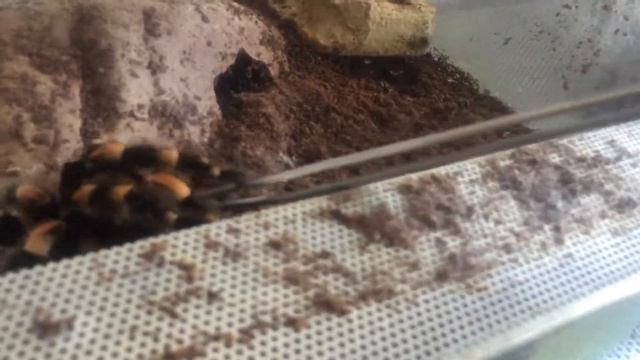 Part 1# SUPER RARE SCORPION!!!