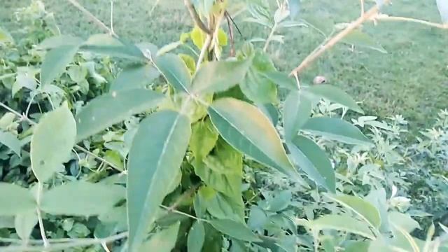 264857f7acea436fa37851229ac57d1b