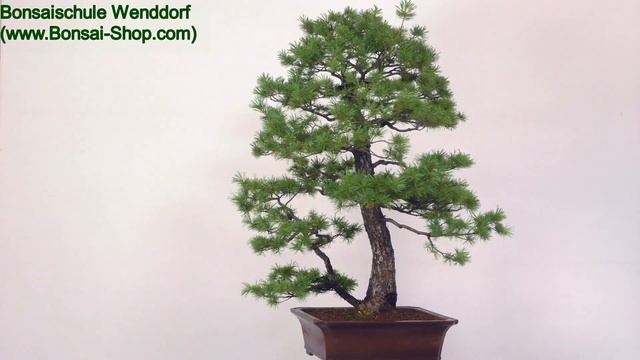 Japanische Mädchenkiefer, Bonsai, 50 Jahre, 125cm, OPINPAR501-10