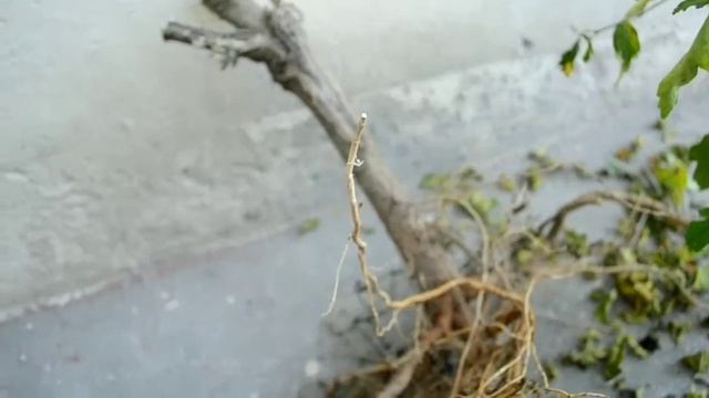 How To Report 6ft Hibiscus Plant।lजपापुष्प के पेड़ को रिपोर्ट कैसे करे।। AjayCorner