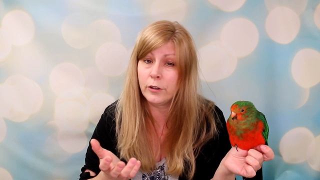 I Rehomed My Rosella Parrot | Passion Will Be So Happy In His New Home