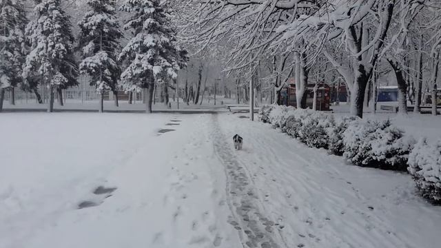 Первый снег в краснодаре. Гуляю с песиком своим.