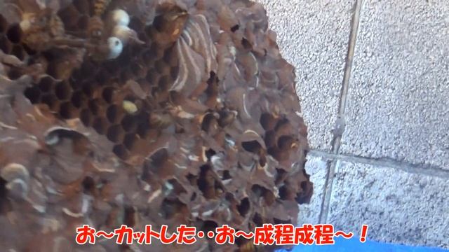 腕を切ってしまった？※スズメバチの巣を解体＆解説