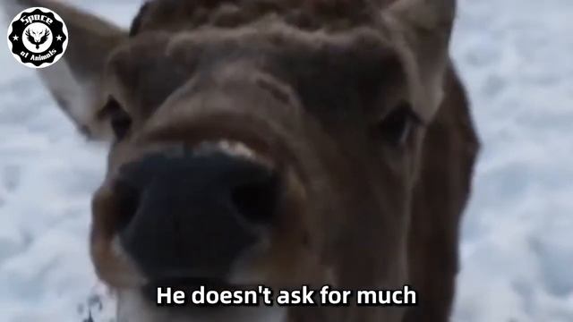 Man Decided To Help The Wounded Wolf, What Happened After Will SHOCK You!
