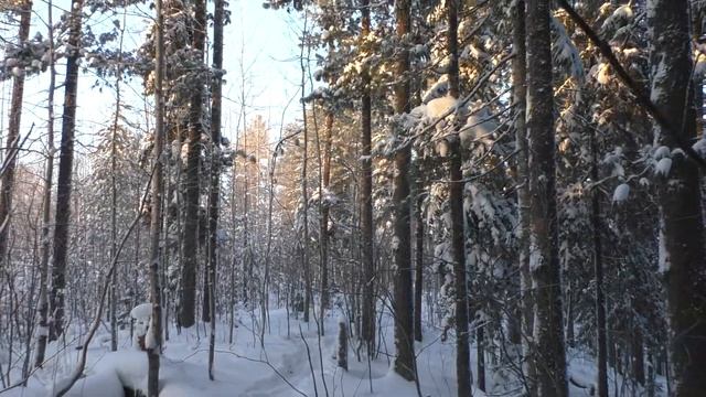 Сибирь! -30. Прогулка по зимнему лесу! Siberia! -30. A Walk Through The Winter Forest!