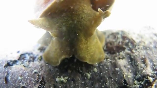 Błotniarka Z Bliska