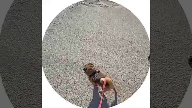 Уголек_и_Романыч