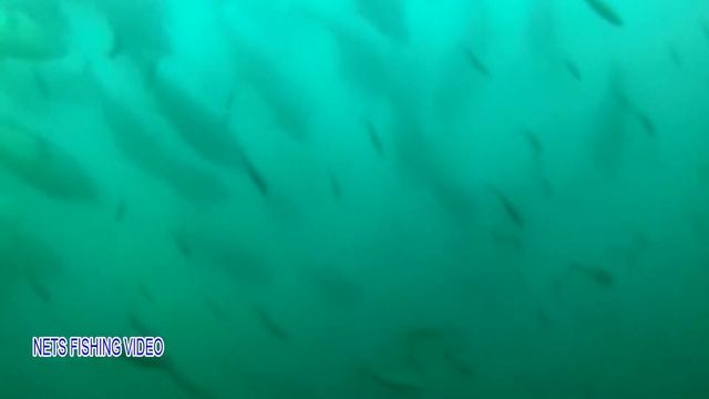Net Fishing Tuna, Havest Giant Bluefin Tuna Catch Hundred Tons Tuna Fish On Modern Boats