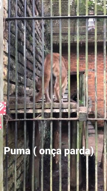 Onça parda ( suçuarana )