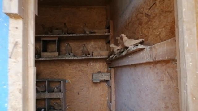 узбекские голуби Темрюк 15 03 23
