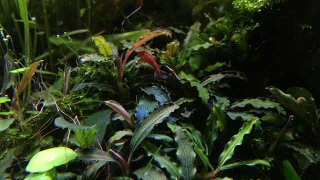 JBJ Nanocube Nature Aquarium - Cinematic
