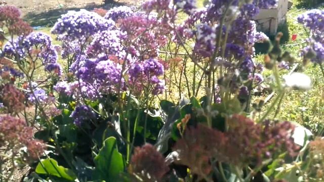 من انذر الاشجار  شجرة لانتانا Flowering Shrub Lantana Montevidens