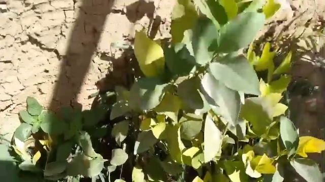 теплитса лимон шингак(3)