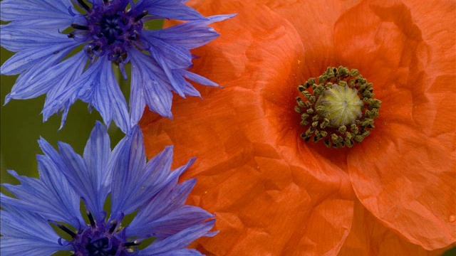 В горах живе Марійка.