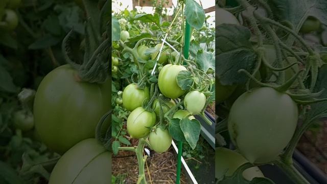 лето 2023🍅🍆🍅