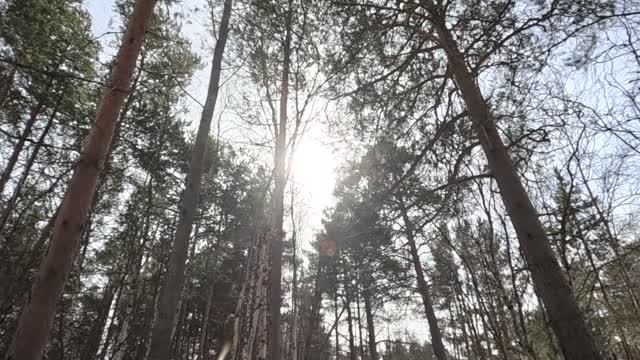 В весеннем лесу