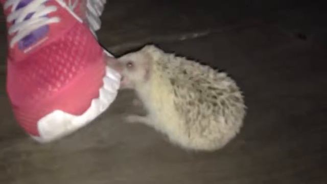 Ёжик напал на кроссовку