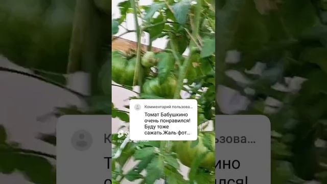 урожай 2024 🍅🥒🫑ждем лета.