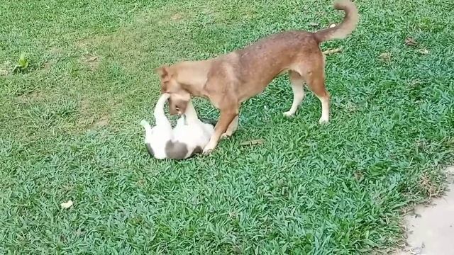 Cute Pets And Clever