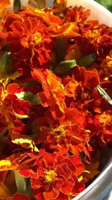 1a6355898a2c750767345b08afff59ae