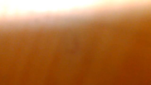 Кошка на мою руку охотится!!