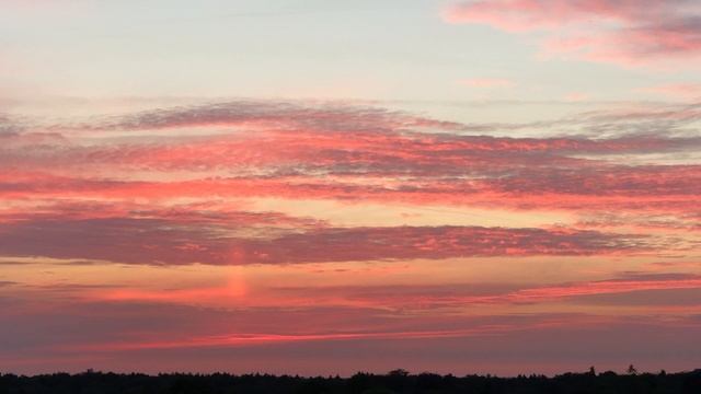 Розовый фламинго