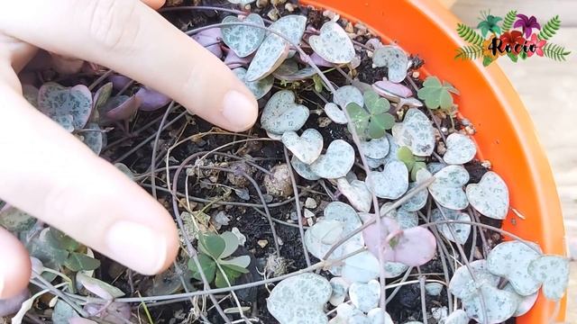 Una Suculenta Que Enamora 