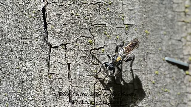ROBBER FLY  Laphria Index