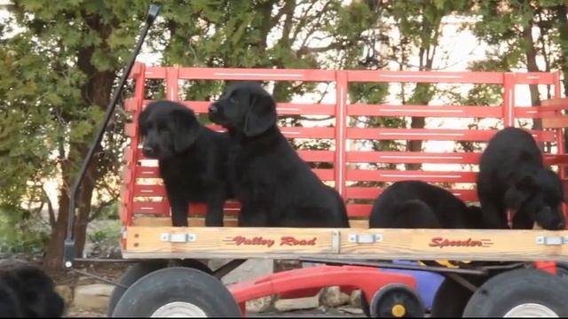 Labradoodle Puppies For Sale