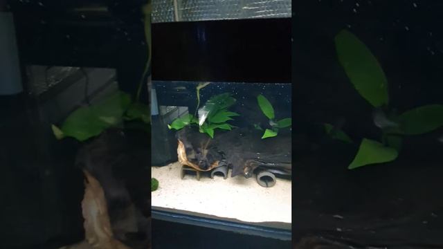 Corydoras Trilineatus Eggs