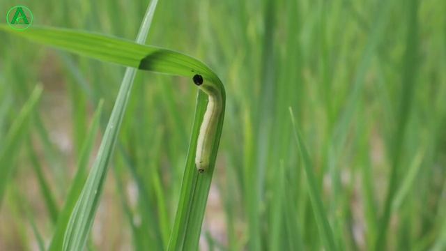 Vayego Vs Exponus किसका कितना दम || Exponus और Vayego दोनों में से कौन है बेहतर