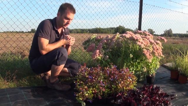 Tarackoló Kékgyökér - Ceratostigma Plumbaginoides - Évelőkertészet Növényrendelés