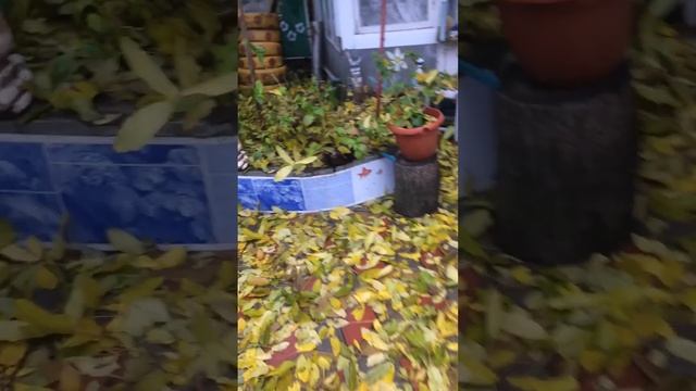 ОСЕНЬ, ОСЕНЬ! Орех устал и листья сбросил !!!