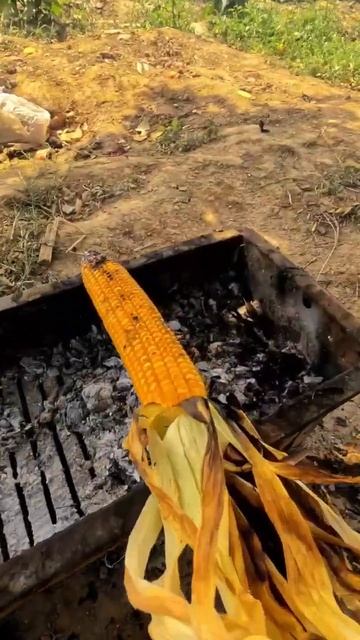 Nzary Ny Bai Nzary. Village Corn 🌽 #corn #villagelife #pindawale #viralshort #nature #viralvideo