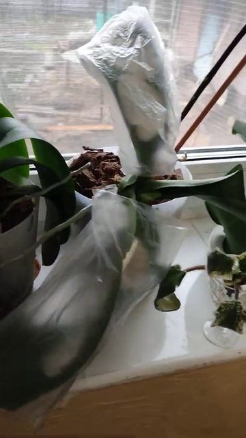 Круговая операция век. Восстановление 12 день часть 1 из 186 дней. Печальный опыт с Орхидеями.