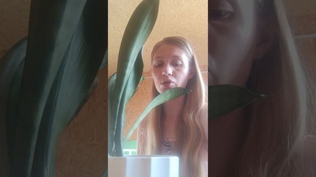 пересадка комнатных растений