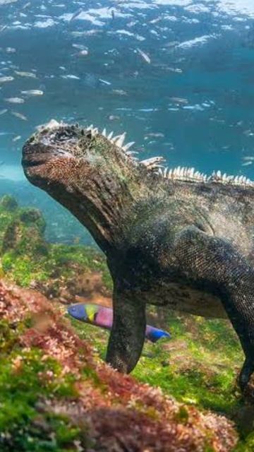 64b32d980ae06840a7721f55b8a9e5c1