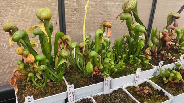 CARNI69 - La Culture Des Plantes Cobra, Le Darlingtonia Californica