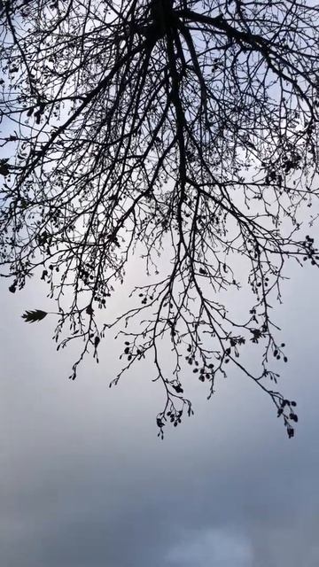 Cut Leaved Alder - Branches & Twigs - December 2021