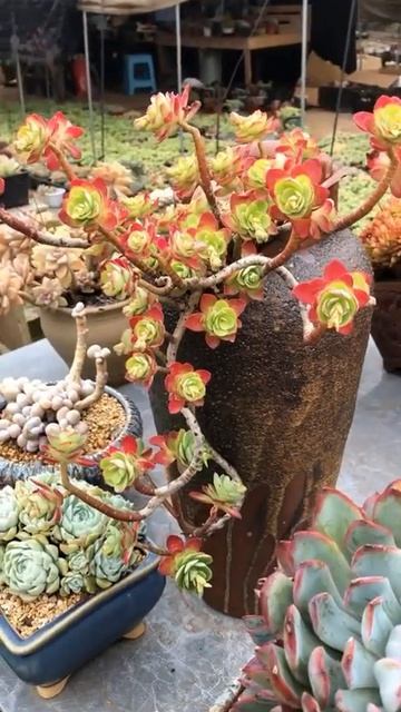 Sedum Palmeri 薄化妆 #sedum #sedumpalmeri   | SUCCULENTZONE.COM